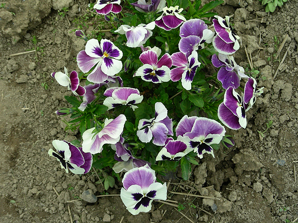 pansy in flower